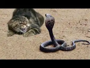 Video: FEARLESS CATS take On Cobra, Dogs, Bear, Alligator, Fox